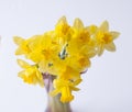 Beautiful bouquet of yellow narcisus flowers in a glass vase. Royalty Free Stock Photo