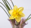 Beautiful bouquet of yellow narcisus flowers in a glass vase. Royalty Free Stock Photo