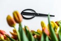 A beautiful bouquet of yellow, orange and red Tulips, the concept of flower care. White background. Top view. Copy space Royalty Free Stock Photo