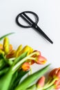 A beautiful bouquet of yellow, orange and red Tulips, the concept of flower care. White background. Top view. Copy space Royalty Free Stock Photo