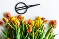 A beautiful bouquet of yellow, orange and red Tulips, the concept of flower care. White background. Top view. Copy space Royalty Free Stock Photo