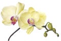 Beautiful bouquet of yellow orchid flowers. Bunch of luxury tropical yellow-pink orchids - phalaenopsis - isolated on white Royalty Free Stock Photo