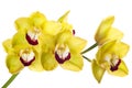 Beautiful bouquet of yellow orchid flowers. Bunch of luxury tropical yellow-pink orchids - phalaenopsis - isolated on white Royalty Free Stock Photo