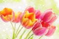 Yellow-pink tulip flowers Royalty Free Stock Photo