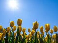 Beautiful bouquet of yellow tulips. Blue spring sky with bright sun back-light. Tulip symbol spring celebrate Royalty Free Stock Photo