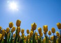 Beautiful bouquet of yellow tulips. Blue spring sky with bright sun back-light. Tulip symbol spring celebrate Royalty Free Stock Photo