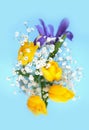 Beautiful bouquet of yellow tulips, iris and baby's-breath on blue background. Royalty Free Stock Photo