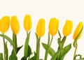 Beautiful bouquet of yellow tulips on a white background