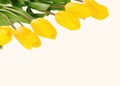 Beautiful bouquet of yellow tulips on a white background Royalty Free Stock Photo