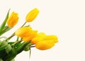 Beautiful bouquet of yellow tulips on a white background