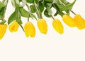 Beautiful bouquet of yellow tulips on a white background