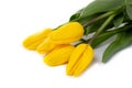 A beautiful bouquet of yellow tulips on a white background Royalty Free Stock Photo