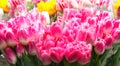Beautiful bouquets of pink tulips. Full Bloom
