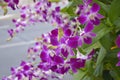 purple orchid blooming in garden Bangkok Thailand Royalty Free Stock Photo