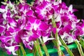 Beautiful bouquets of purple and white orchid flowers stacked on display at flower market Royalty Free Stock Photo