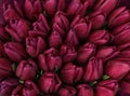 Beautiful bouquets of tulip flowers, top view. Floral