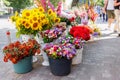 Beautiful bouquets of various autumn flowers are sold on the sidewalk of a city street on a solid autumn day Royalty Free Stock Photo