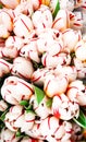 Beautiful bouquets of white tulips. Full Bloom.Close-up