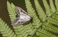 A pretty Box Tree Moth Cydalima perspectalis perching on a fern.