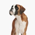 beautiful boxer dog looking up and being curious while standing Royalty Free Stock Photo