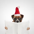 Beautiful boxer dog reading the newspaper, wearing a christmas hat