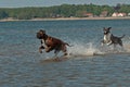 Dog Boxer play on the beach