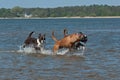 Dog Boxer play on the beach