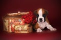 Beautiful boxer puppy with white markings lies near the autumn b Royalty Free Stock Photo