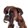 A Beautiful boxer with a sweet look in white background