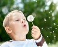 Beautiful Boy in the park blowing on dandelion Royalty Free Stock Photo