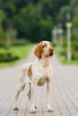 Bracco Italiano pointer female standing in park