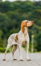 Beautiful Bracco Italiano pointer female dog standing in park