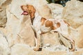 Bracco Italiano pointer male standing on rock