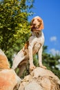 Beautiful Bracco Italiano pointer male dog standing on rock at beautiful landscape