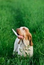 Beautiful Bracco Italiano standing in high green grass