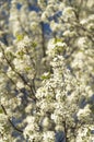 Beautiful Bradford Pear tree flowering blossoms bloom on colorful spring day with white petals and blue sky background Royalty Free Stock Photo