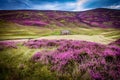 Beautiful Braemar Mountain with deep purple highland heather bushes in contrast to the green grass, featuring an old vintage house