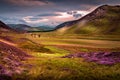 Beautiful Braemar Mountain Sunset with purple highland Heather, grass and trees Royalty Free Stock Photo