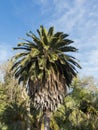 Beautiful Brahea edulis, Guadalupe Palm from Guadalupe Island Royalty Free Stock Photo