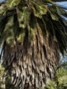 Beautiful Brahea edulis, Guadalupe Palm from Guadalupe Island Royalty Free Stock Photo