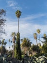 Beautiful Brahea edulis, Guadalupe Palm from Guadalupe Island Royalty Free Stock Photo