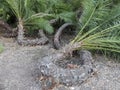 Beautiful Brahea edulis, Guadalupe Palm from Guadalupe Island Royalty Free Stock Photo
