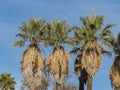 Beautiful Brahea edulis, Guadalupe Palm from Guadalupe Island Royalty Free Stock Photo