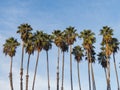 Beautiful Brahea edulis, Guadalupe Palm from Guadalupe Island Royalty Free Stock Photo