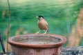 Beautiful Brahminy Starling Bird and Water Pot. Indian City Bird Royalty Free Stock Photo