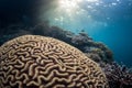 Beautiful Brain Coral and Reef in Raja Ampat Royalty Free Stock Photo