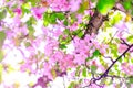 Beautiful branch of apple blossoms in amazing sunny day. Beautiful pink flowers as background for easter hollyday. Pink cherry