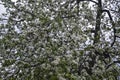 Beautiful branch apple trees blossom in full bloom in a garden Royalty Free Stock Photo