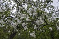 Beautiful branch apple trees blossom in full bloom in a garden Royalty Free Stock Photo