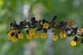 Beautiful branch of berberis ottawensis with yellow flowers